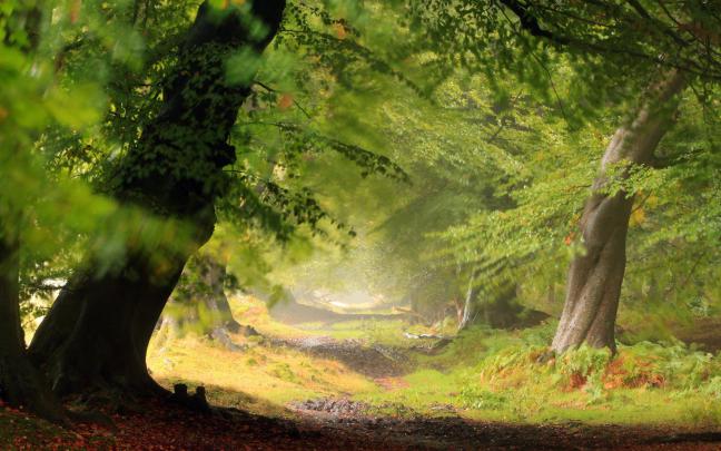 Forest wallpaper HD \u00b7\u2460 Download free awesome backgrounds for desktop 