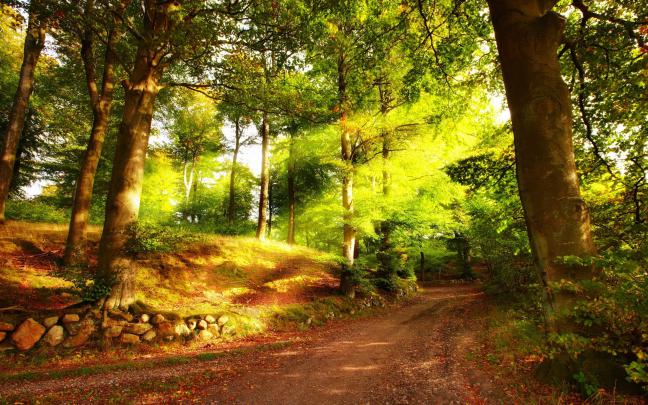 forest road hd desktop - HD Desktop Wallpapers