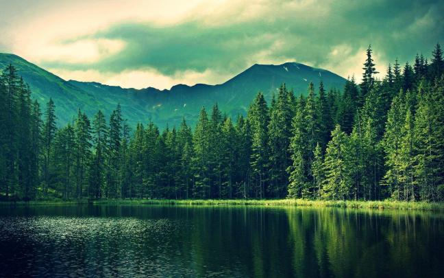 HD Forest Wallpapers
