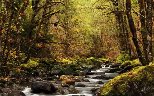 landscape, River, Forest Wallpapers HD \/ Desktop and Mobile Backgrounds