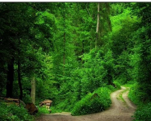 Forest Desktop Backgrounds