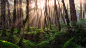 Forest Desktop Wallpaper