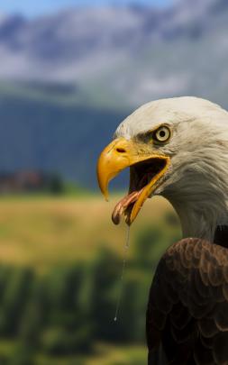 Free download Beautiful Bald Eagle 4K Wallpaper Desktop Backgrounds 