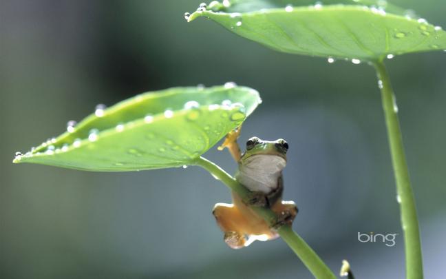 Bing Daily Wallpaper HD
