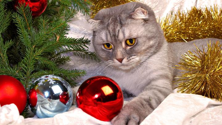 merry, Christmas, Holiday, Winter, Snow, Beautiful, Tree, Gift, Santa 