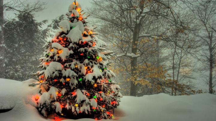 Christmas Trees HD Wallpapers Free Download ~ Unique Wallpapers