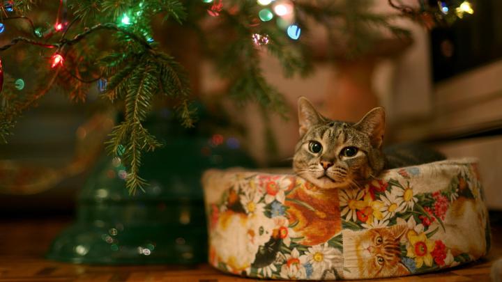 animals, Cat, Christmas Wallpapers HD \/ Desktop and Mobile Backgrounds