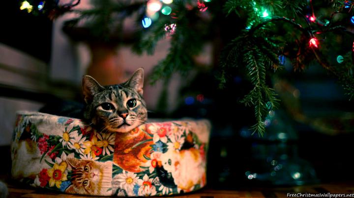 Cute Christmas Cat 1366x768 - Wallpaper - FreeChristmasWallpapers.net
