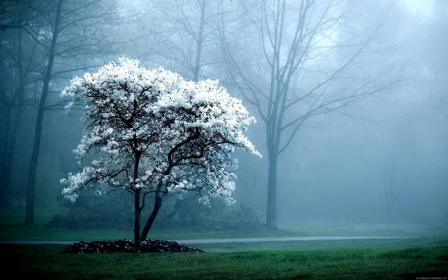 HD Wallpapers For Desktop Backgrounds