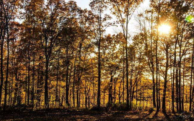 Woods Desktop Wallpaper (73+ images)