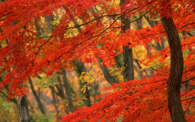 Japanese Desktop Wallpapers (69+ background pictures)