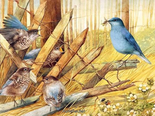 Bird Art Desktop Wallpapers - XciteFun.net