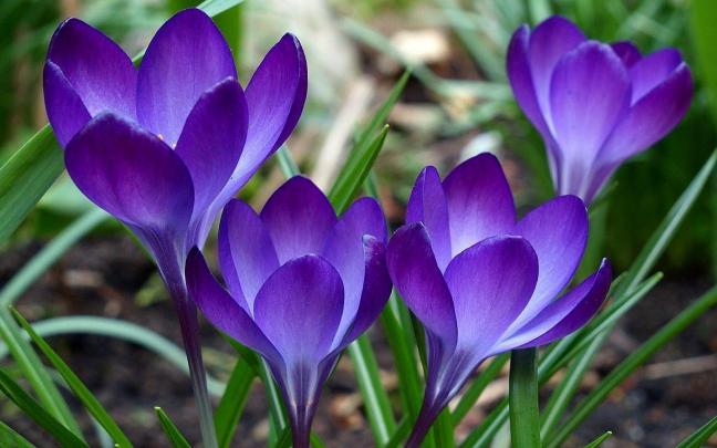 Free Spring Wallpapers For Desktop