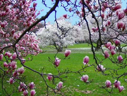 Desktop Wallpaper Spring Scenes \u00b7\u2460 