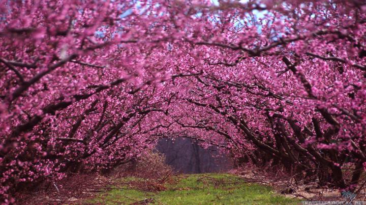 Free Spring Desktop Wallpaper Backgrounds