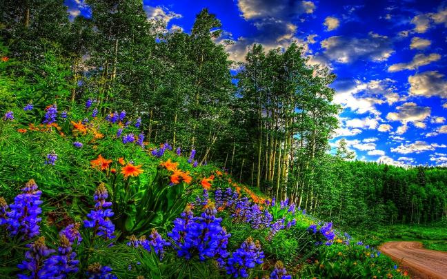 Spring Forest Desktop Wallpapers - Top Free Spring Forest Desktop 