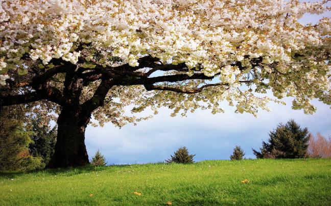 44+ Spring wallpapers \u00b7\u2460 Download free HD wallpapers for desktop and 