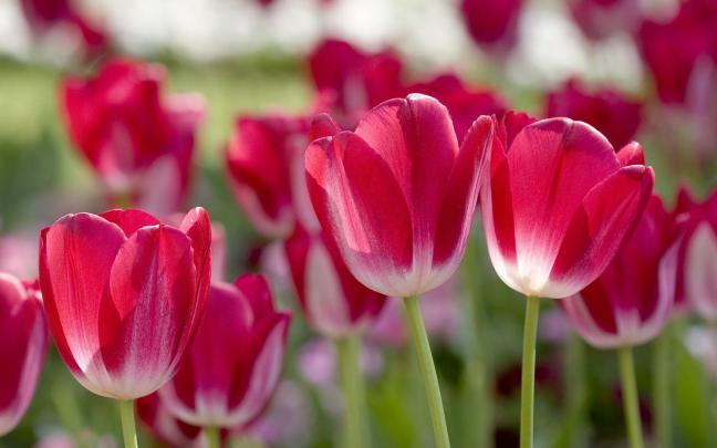 Free Desktop Wallpapers Spring Scenes
