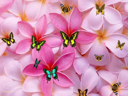 Religious Wallpapers Free Downloads-*Radical Pagan Philosopher*: Cute 