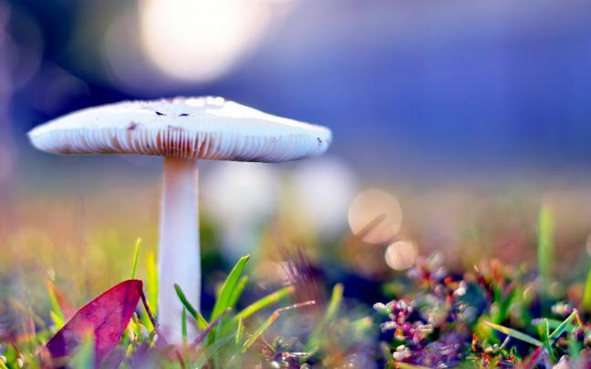 Beautiful Wallpapers For Desktop HD | Evolution Wallpapers