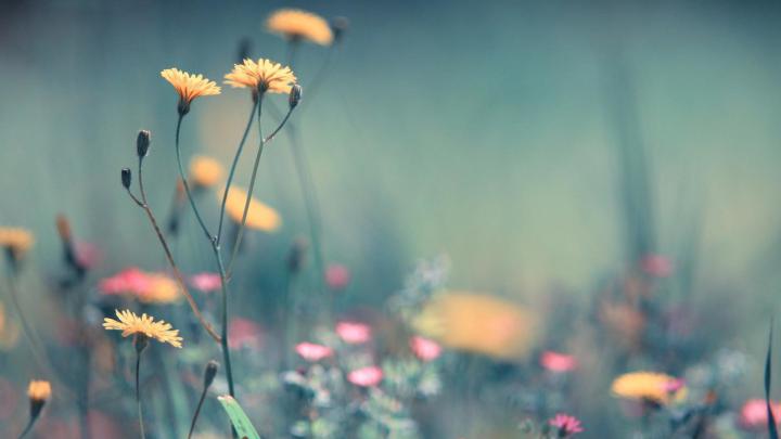 Pretty Desktop Wallpaper \u00b7\u2460 
