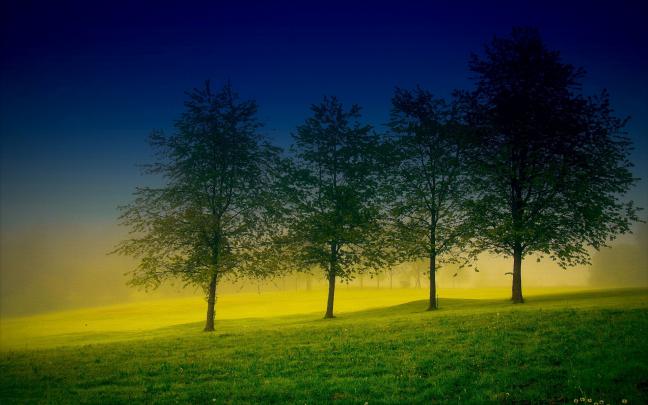 tree wallpaper beautiful hd - HD Desktop Wallpapers
