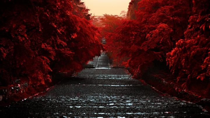 Road Between Red Autumn Trees HD Dark Aesthetic Wallpapers | HD 