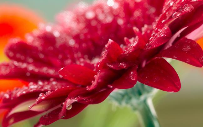 red gerbera flower - HD Desktop Wallpapers