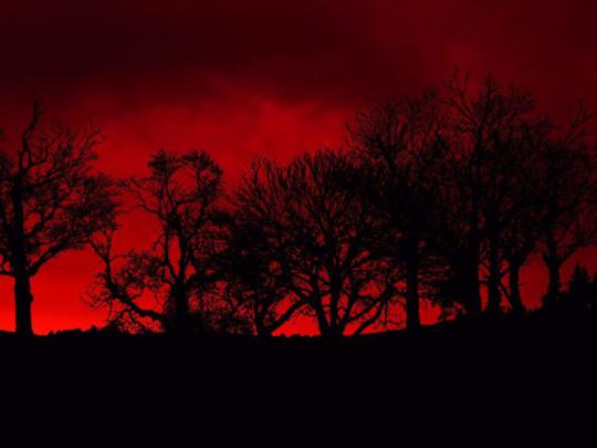 trees, Red, Blood, Poison, Skyscapes Wallpapers HD \/ Desktop and Mobile 