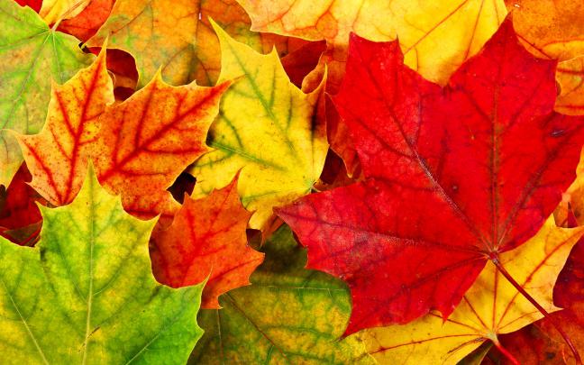 red leaves wallpaper - HD Desktop Wallpapers
