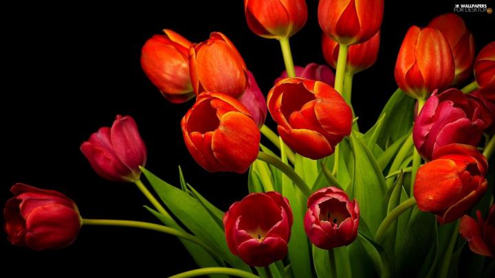 Tulips, bouquet, Red - For desktop wallpapers: 1920x1080