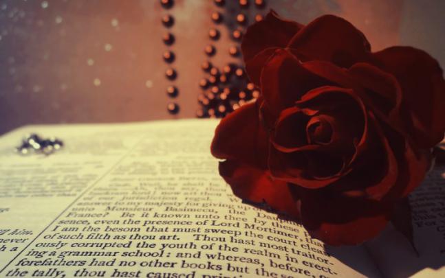 book, Rose, Red, Burgundy, Flower, Beads, Macro, Bokeh Wallpapers HD 