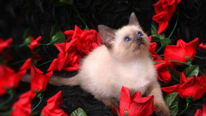Valentine Cats Wallpaper (58+ images)