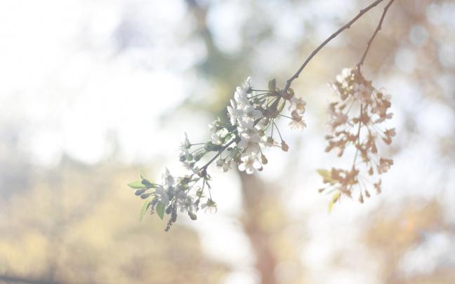 vintage flowers backgrounds - HD Desktop Wallpapers
