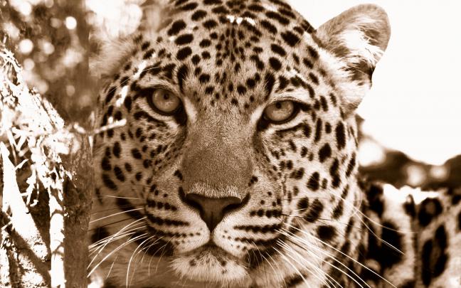 leopard wallpaper vintage - HD Desktop Wallpapers