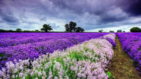 Free Spring Desktop Wallpaper