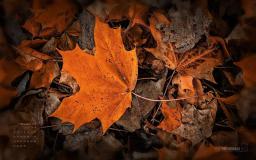 November Desktop Wallpaper