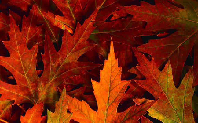 Free HD Fall Wallpapers