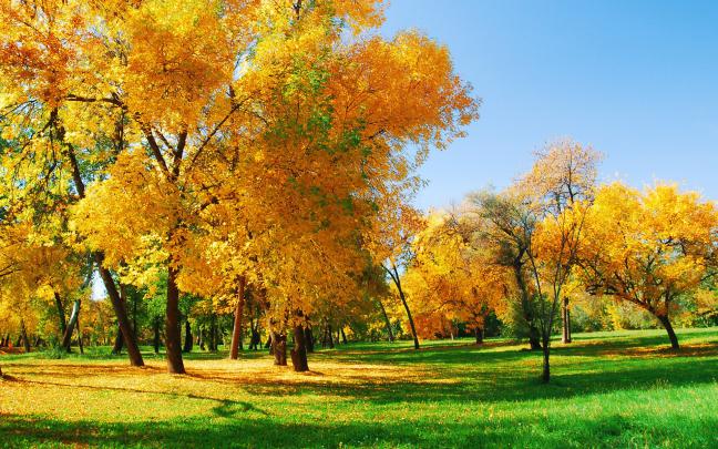 Fall Backgrounds Free Download