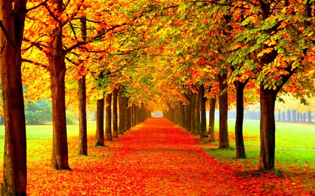 autumn, Fall, Season, Nature, Landscape, Leaf, Leaves, Color, Seasons 