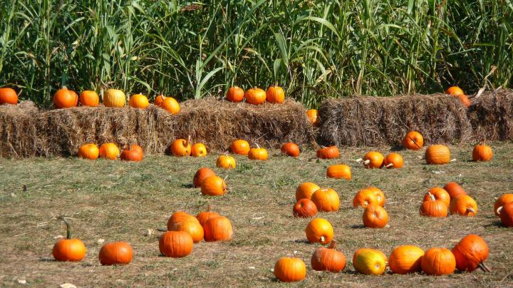 Fall Wallpaper Backgrounds With Pumpkins (55+ images)