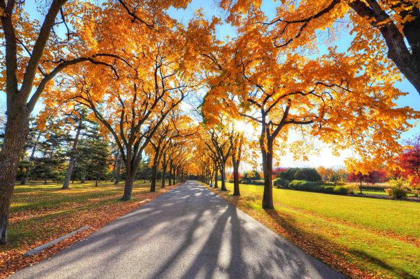 nature, Trees, Road, Sunlight Wallpapers HD \/ Desktop and Mobile 
