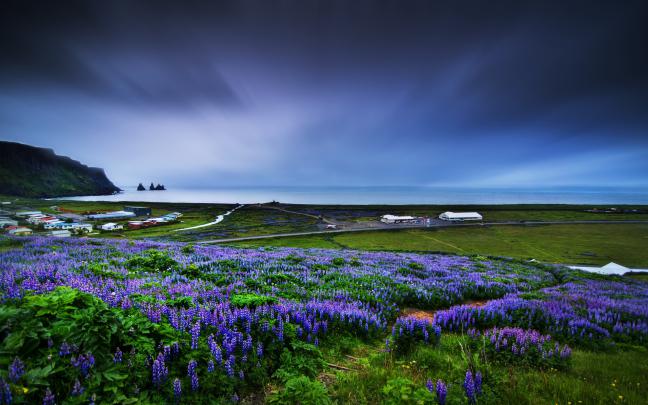 nature, Coast, Field, Flowers, Landscape, Muscari, Blue Flowers 