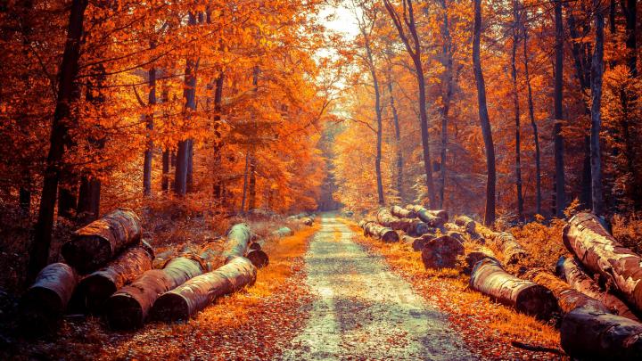 autumn, Fall, Season, Nature, Landscape, Leaf, Leaves, Color, Seasons 