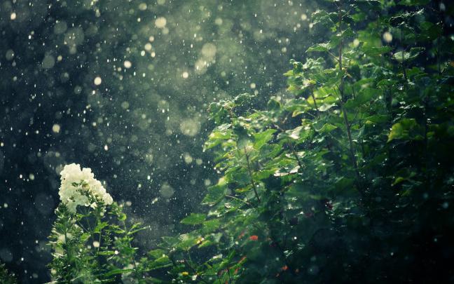Nature Rain Wallpaper \u00b7\u2460 