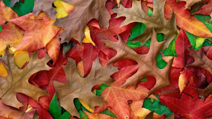Shades of October HD desktop wallpaper : Widescreen : High Definition 