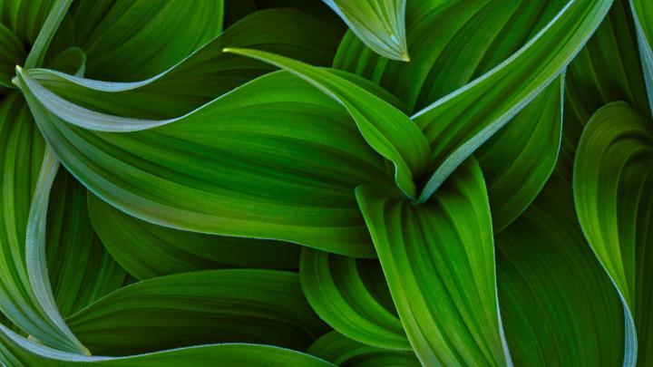 plants Wallpapers HD \/ Desktop and Mobile Backgrounds