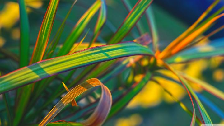 plants Wallpapers HD \/ Desktop and Mobile Backgrounds