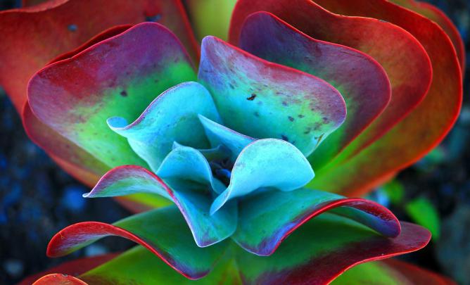 succulent, Plants, Nature, Macro Wallpapers HD \/ Desktop and Mobile 