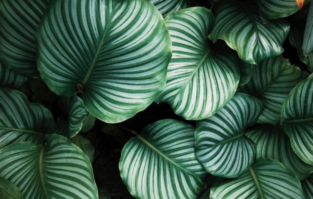 Minimalist Plant Wallpapers on WallpaperDog